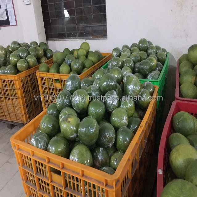 FRESH DRAGON FRUIT/ BEST PRICE