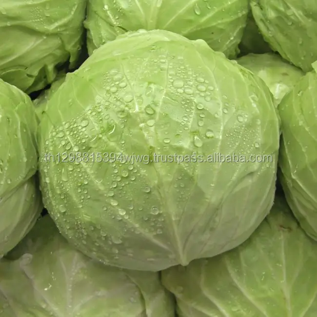 Fresh Celery Cabbage