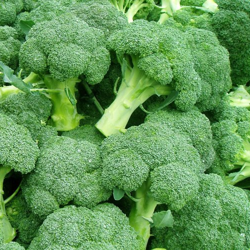 Оптовая продажа, свежий брокколи