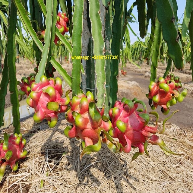 frozen dragon fruit from farm
