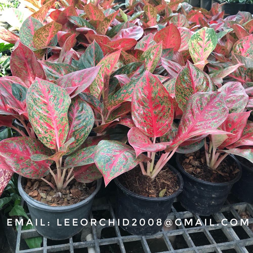 Оптовая продажа Aglaonema горшок растения в Таиланде @ Лучшая цена попробуйте нас!