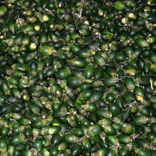 Свежие орехи Betel/Areca из Вьетнама/Высокое качество/высший класс/Whatsapp + 84-845-639-639