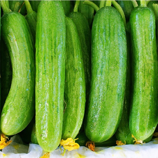 Оптовая Продажа Свежий огурец цена/свежий огурец из Африки