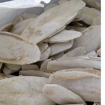 Каракатицы кости из Вьетнама с лучшей ценой/WHATSAPP 84845639639