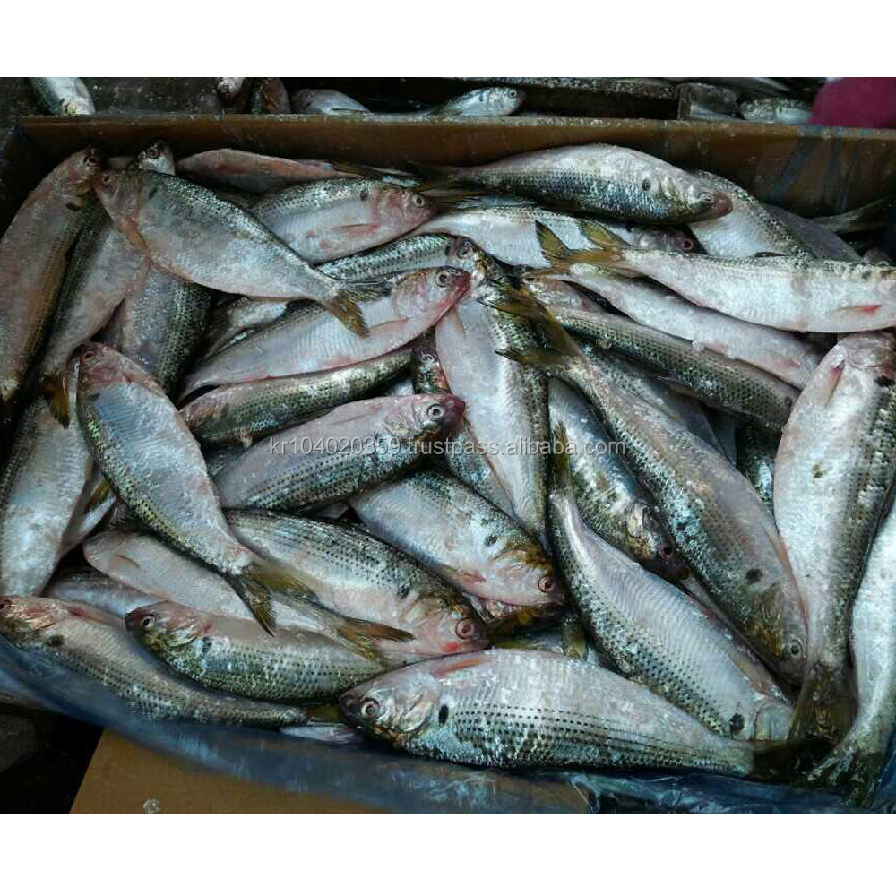 Горячая Распродажа, новая посадка, все морепродукты, konosirus punctatus Замороженные гизкарды, шэд, рыба