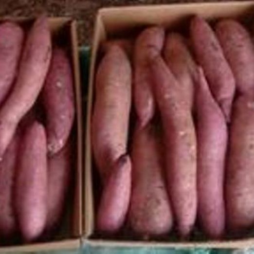 Лучшая цена сладкого картофеля