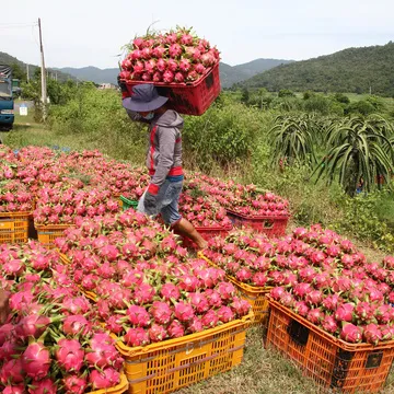 Dragon fruit in Viet Nam with cheap price / good quality ever /Vivian +84 33 88 20 462