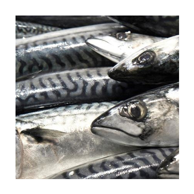 Fresh Frozen Fish Pacific Mackerel