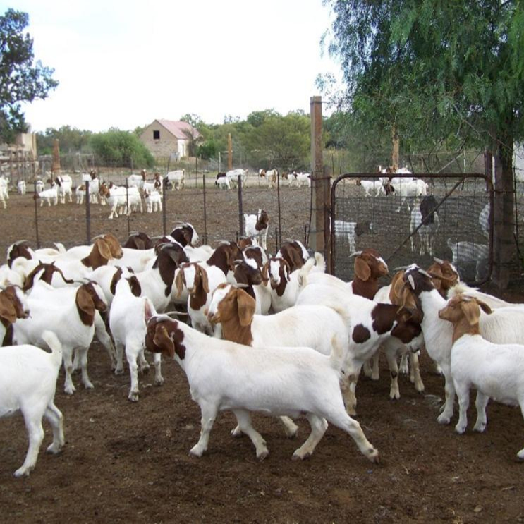 Здоровая живая Коза Boer