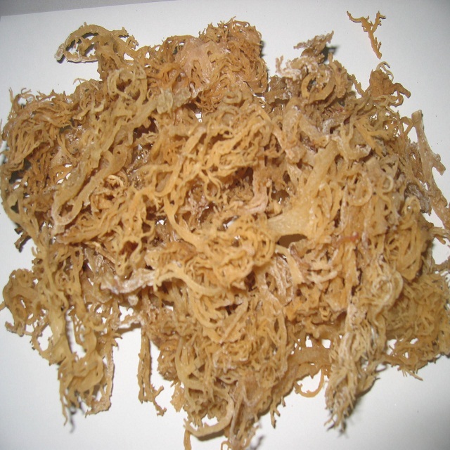 Сушеные GRACILARIA сырье/POWDER-SEAWEED_BEST качество-Лучшая цена