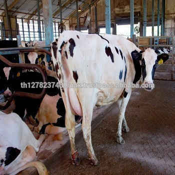 Boer козы Holstein телки коровы верблюды Овцы на продажу