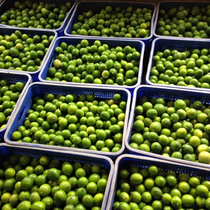 2019 Fresh seedless lime