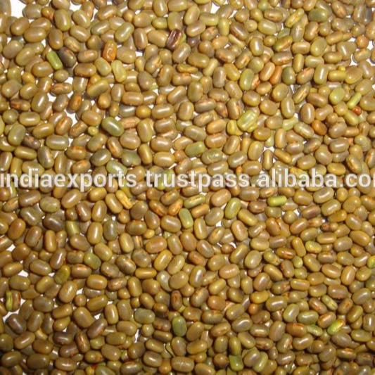 High Quality Sesbania Seeds From India