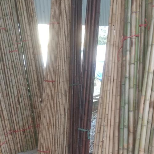 BAMBOO RAW MATERIALS IN VIETNAM / BAMBOO POLE/ BAMBOO STICK