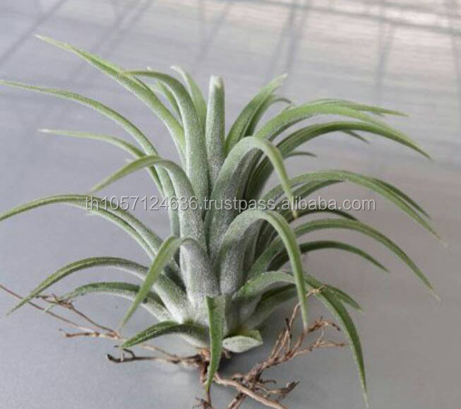 Tillansia : Rubra Air Plants
