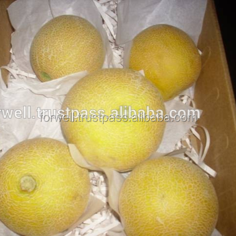 Egyptian Cantaloupe