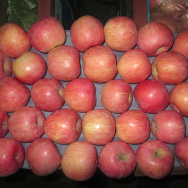 Fuji APPLE