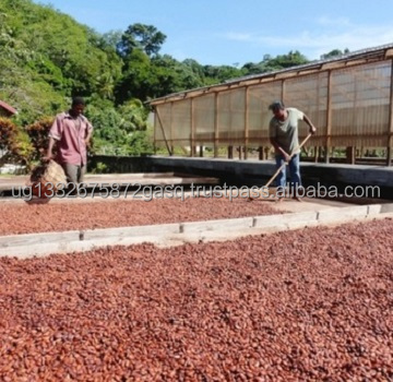 Cocoa Beans READY FOR EXPORT