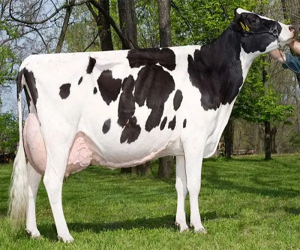 Strong and Healthy Live Friesian Holstein Heifers Cow For Sale