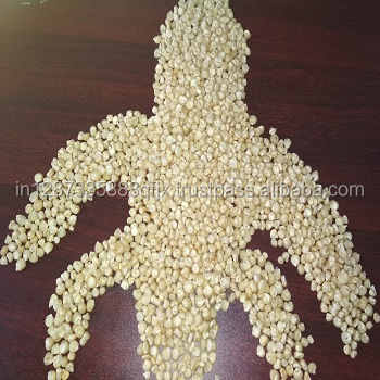Grade 1 White Corn / Non Gmo White Maize