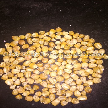Best Quality Indian Yellow Maize For Sale