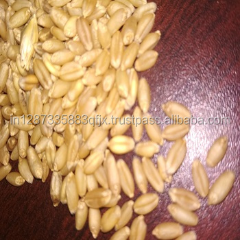 Best Quality Indian Milling Wheat