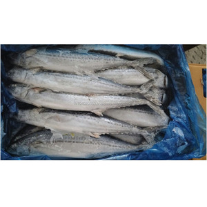 Оптовая продажа Высокое качество пользовательские морепродукты Весь замороженный испанский скумбрия рыба