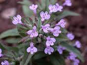 Ziziphora Capitata