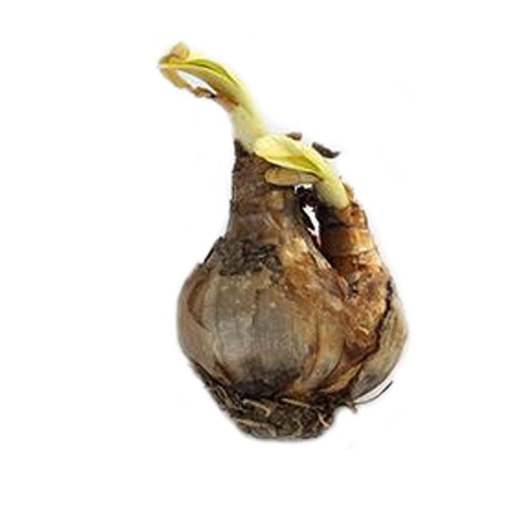Leucojum aestivum летние Снежинка живые лампы для посадки