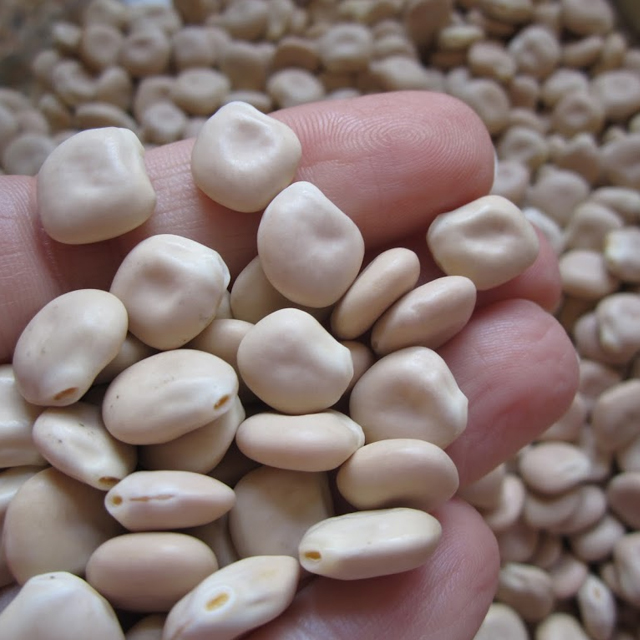 Бобы Lupins по низкой цене для продажи из Украины