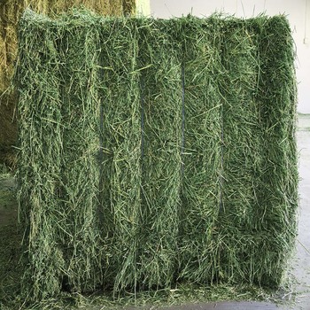 Quality Grade Alfafa Hay