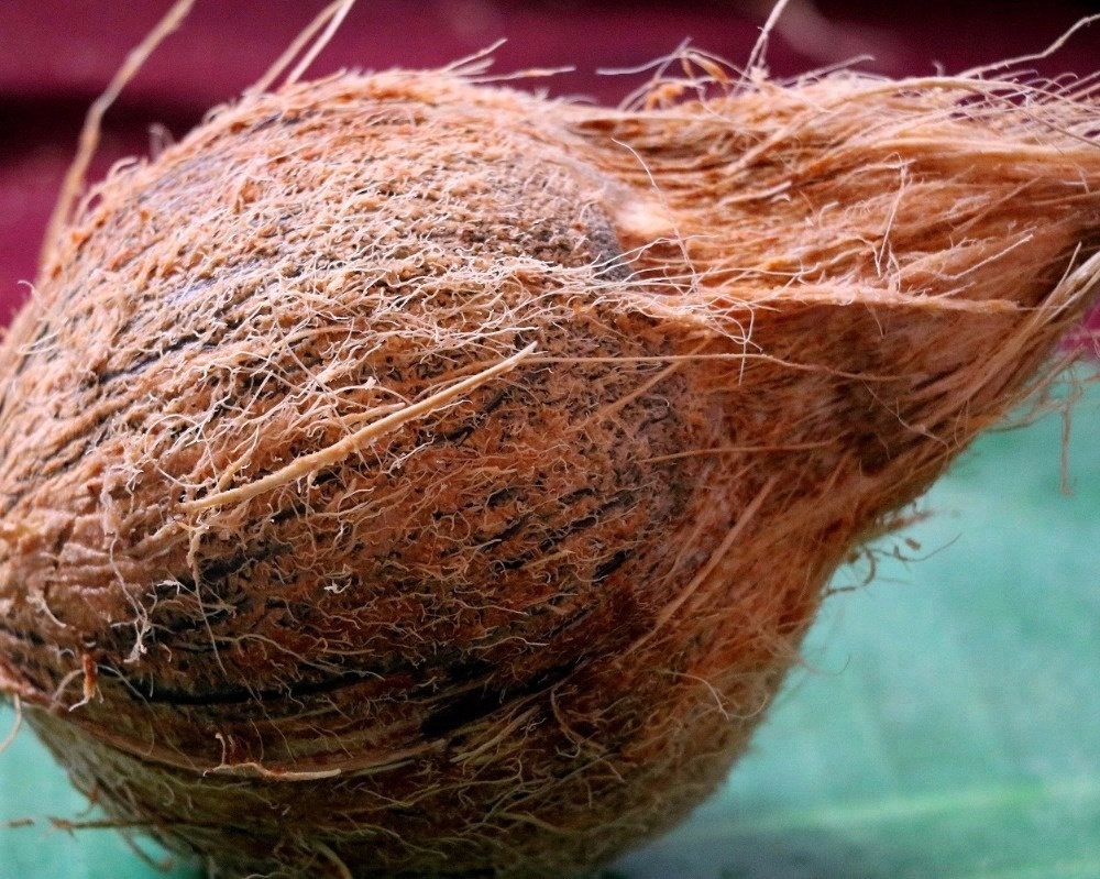 INDIA COCONUT EXPORTER FROM TAMILNADU