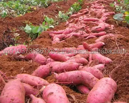 SWEET POTATO FOR SALES FROM VIETNAM