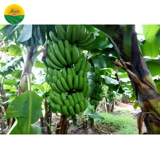 PREMIUM QUALITY - LOW PRICE CAVENDISH BANANA FROM VIET NAM