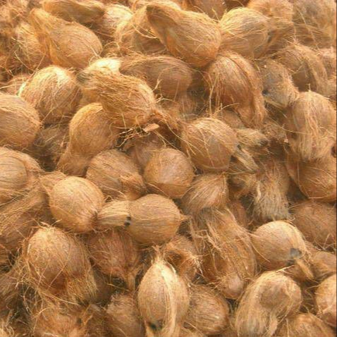 A GRADE FRESH COCONUT FOR SALE