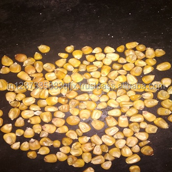 Best Quality Yellow Corn