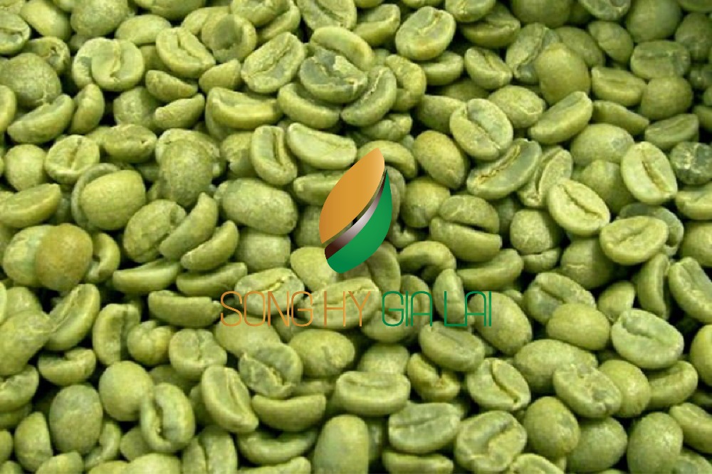 Зеленые кофейные зерна robusta, новый урожай, промытый, полированный класс 1, экран 16