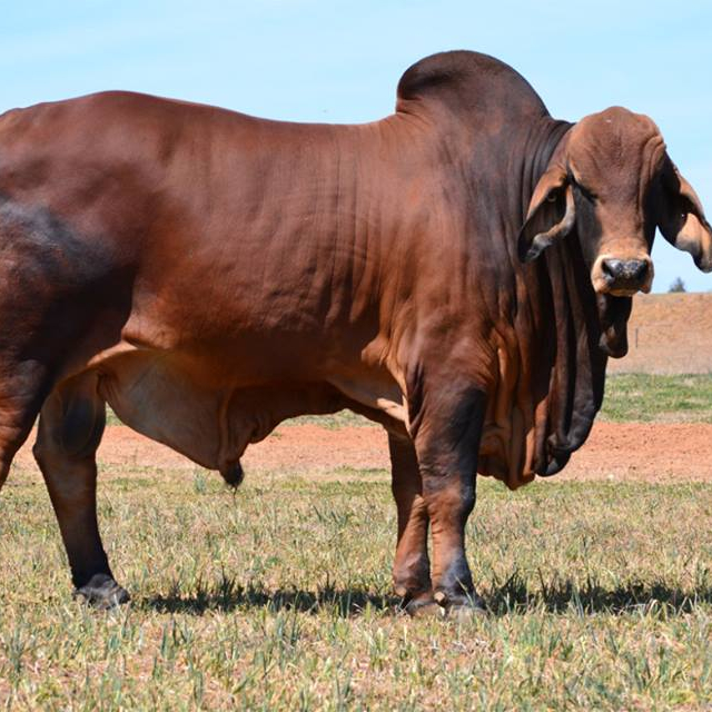 Коровы, беременные гольштейны Heifers