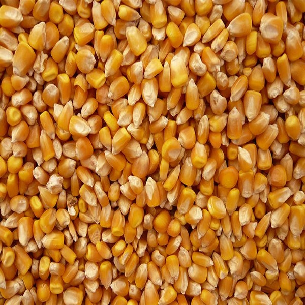 Желтая Кукуруза для продажи
