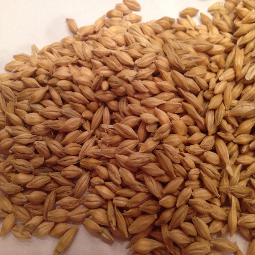 BARLEY ANIMAL FEED HIGH QUALITY