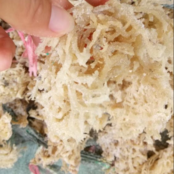 Водоросли Euchema Cottonii из Вьетнама