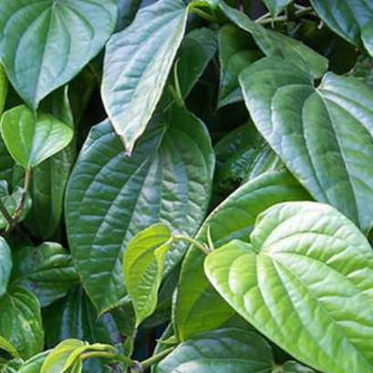 Лучшие Качественные листья betel из Вьетнама