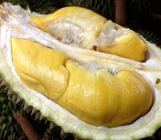 Премиум MONTHONG DURIAN с высоким качеством и лучшей ценой