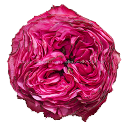 Английский David Austen Garden Roses из Кении