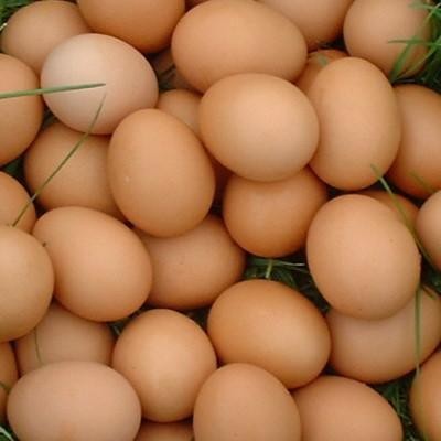 High Rate fertile Hatching Eggs, Poultry Fertile Eggs