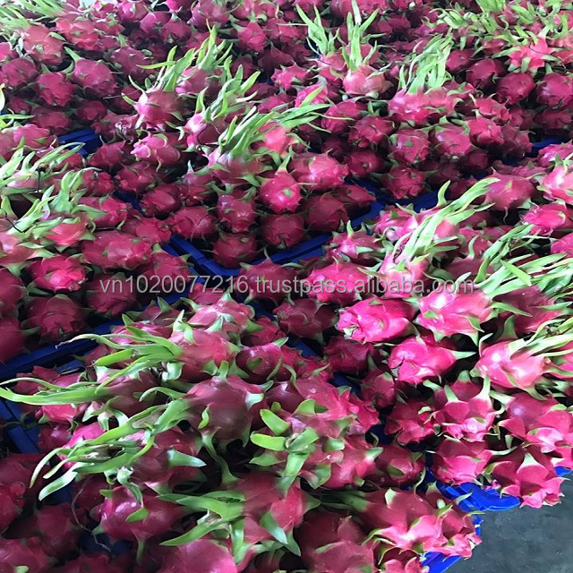Fresh dragon fruit/ fresh fruit from Hoang Kim Vietnam