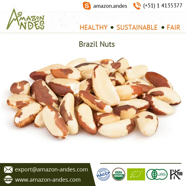 Natural Fresh Brazil Nuts for Salad/ Super Food / Dry Fruit at Bulk Sale