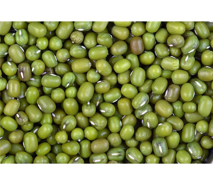 HIGH QUALITY VIETNAM DRIED GREEN MUNG BEANS