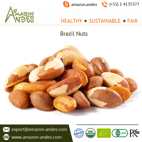 Fine Quality Organic Brazil Nuts Price