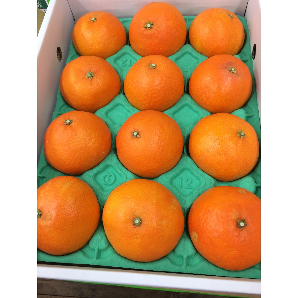 Japan Hot Selling 100% Natural Orange Fresh Fruit with Best Price